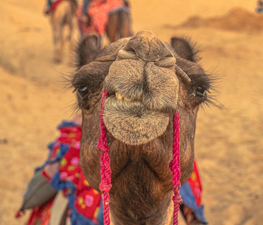 camel, india, rajasthan, pushkar, desert, thar, jaisalmer, sand, nature, travel, camels, animal, caravan, transport, rajastan, dune, landscape, brown travel, brown desert, rajasthan, rajasthan, rajasthan, pushkar, pushkar, thar, thar, jaisalmer, jaisalmer, jaisalmer, jaisalmer, jaisalmer