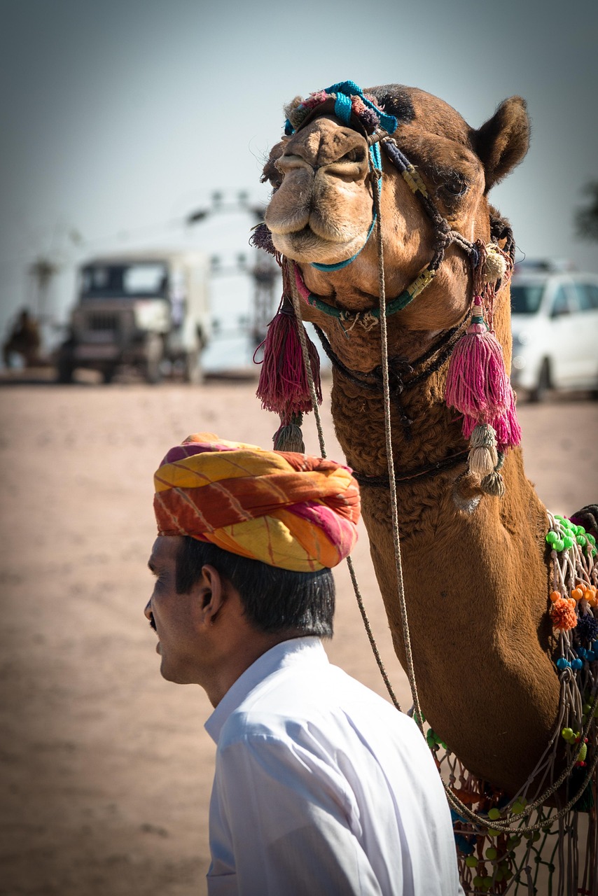 camels, camel driver, nature, animal, india, desert ship, sand